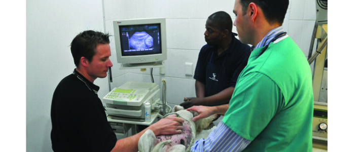 SandownVetClinic_SandtonRosebank9 SANDOWN VET CLINIC